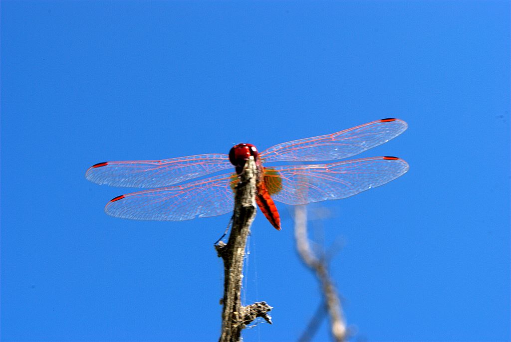 Sympetrum fonscolombii?