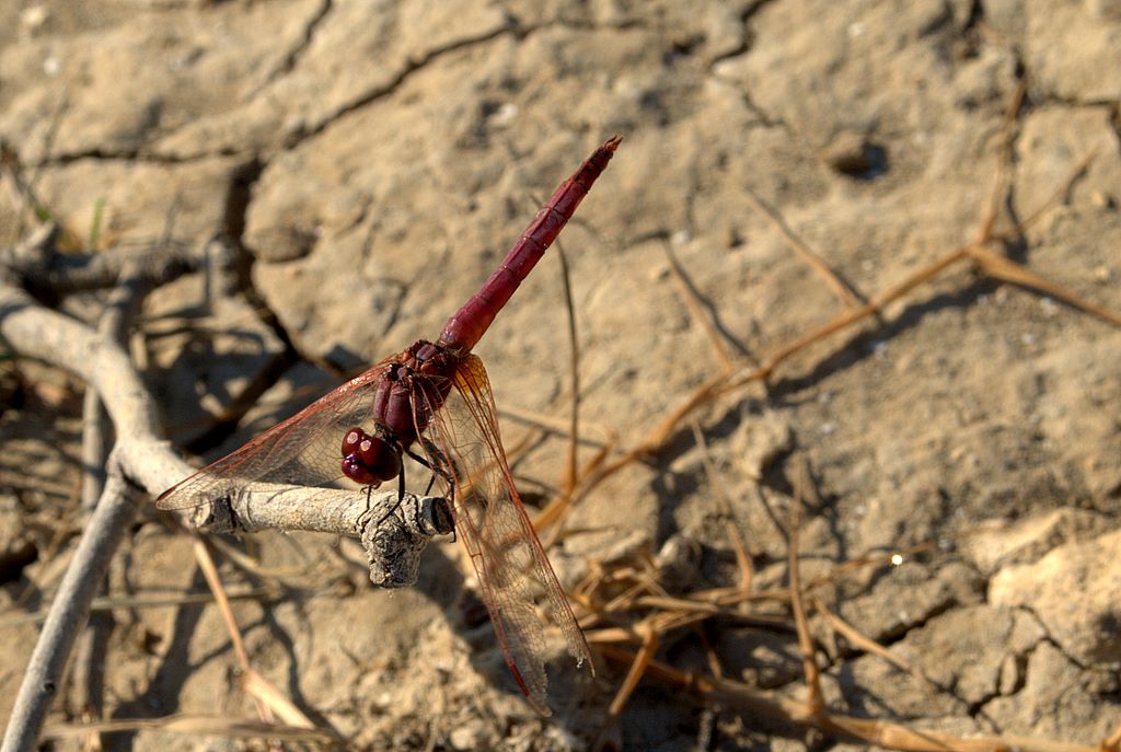 Sympetrum fonscolombii?