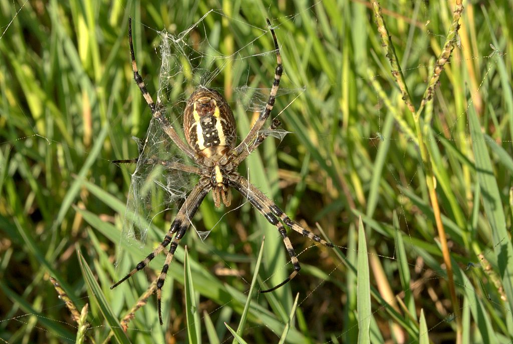 Argiope bruennichi