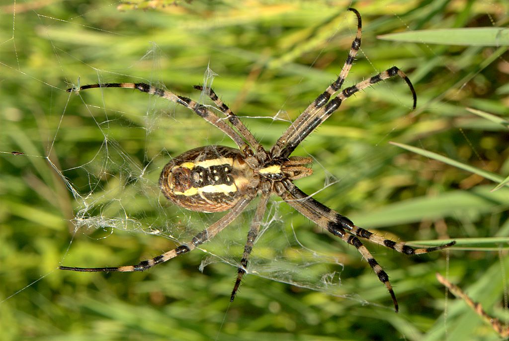 Argiope bruennichi