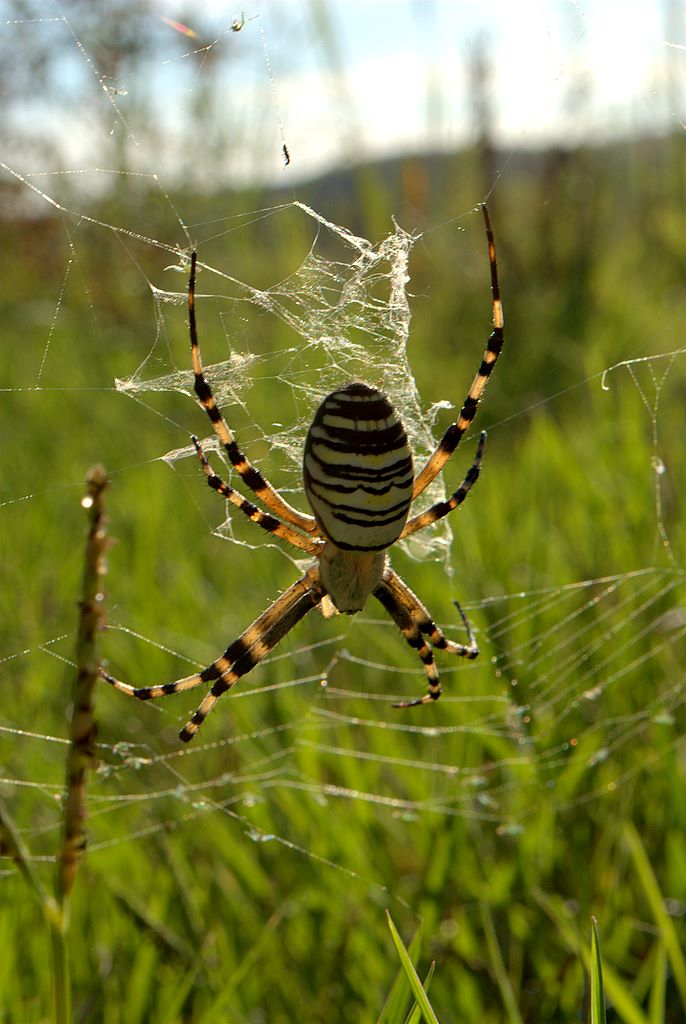 Argiope bruennichi