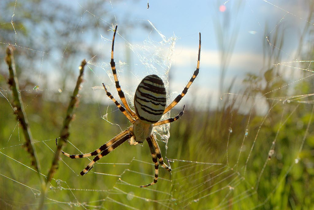 Argiope bruennichi