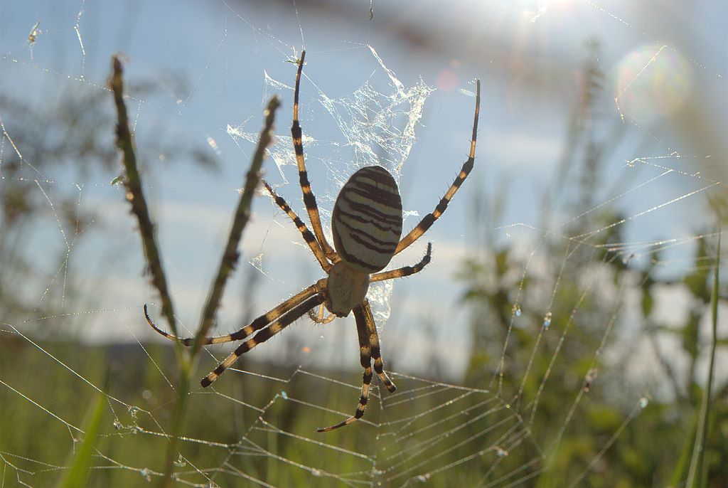 Argiope bruennichi