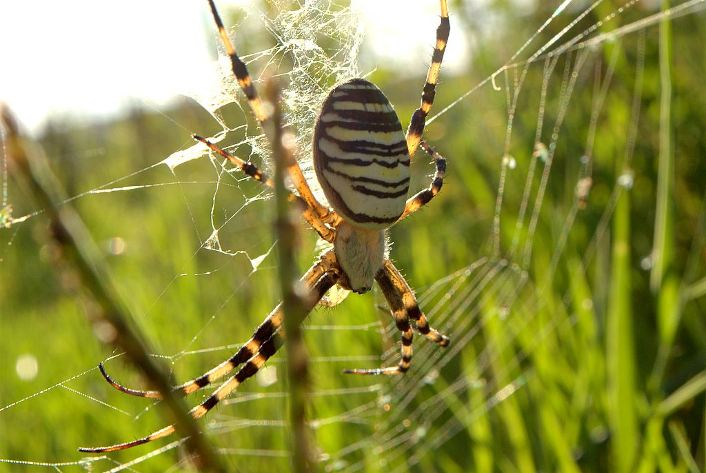 Argiope bruennichi