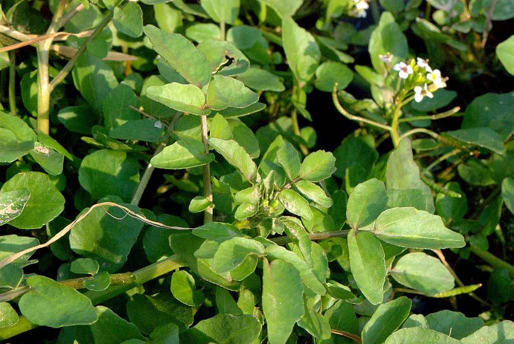 Nasturtium officinale / Crescione d''acqua