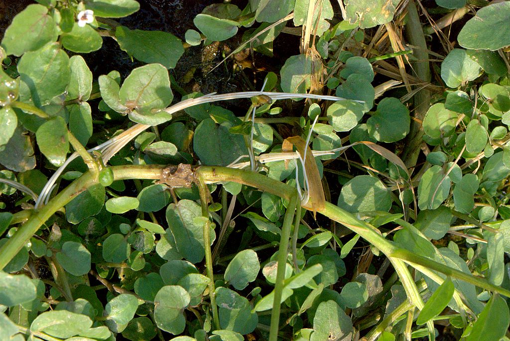 Nasturtium officinale / Crescione d''acqua