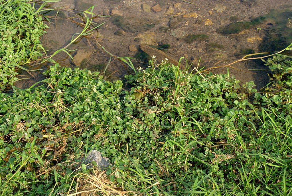 Nasturtium officinale / Crescione d''acqua