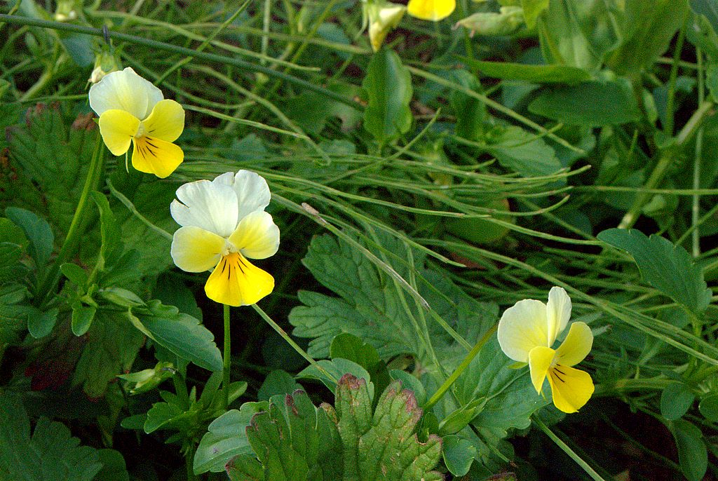 Viola arvensis