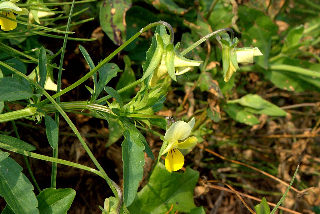 Viola arvensis