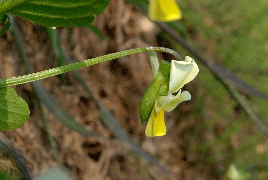 Viola arvensis