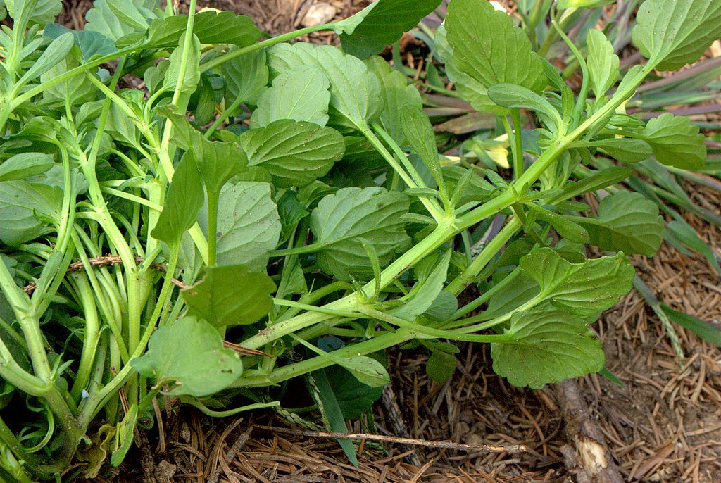 Viola arvensis