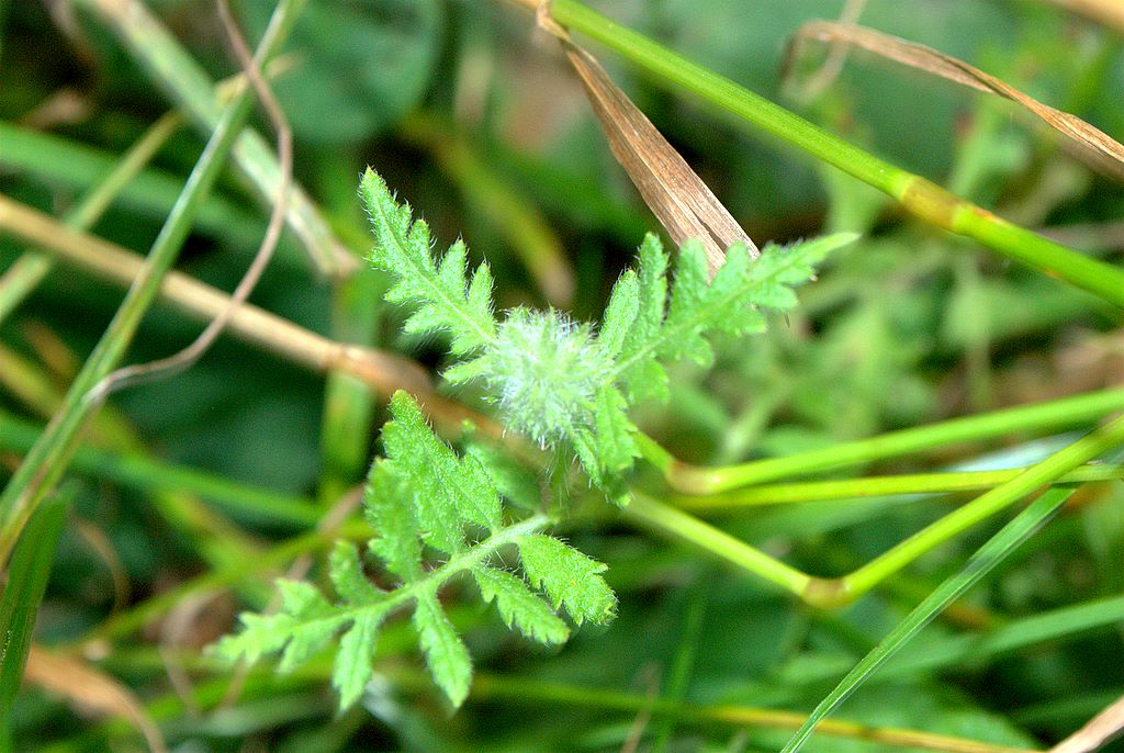 Phacelia tanacetifolia / Facelia con foglie di tanaceto