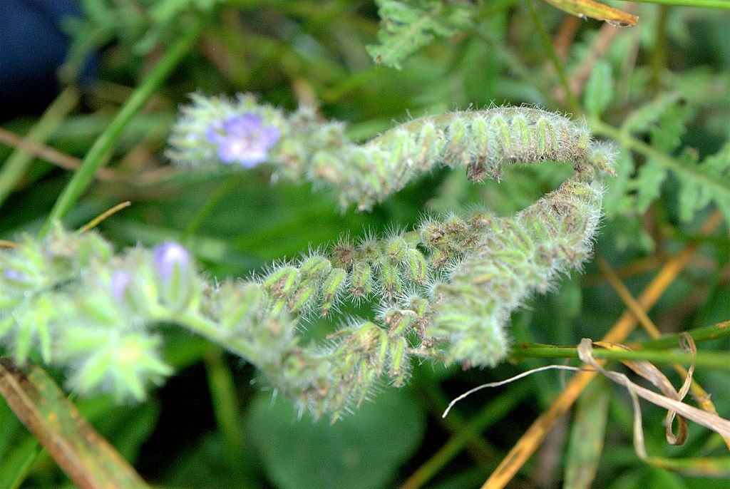 Phacelia tanacetifolia / Facelia con foglie di tanaceto