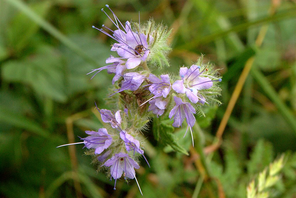 Phacelia tanacetifolia / Facelia con foglie di tanaceto