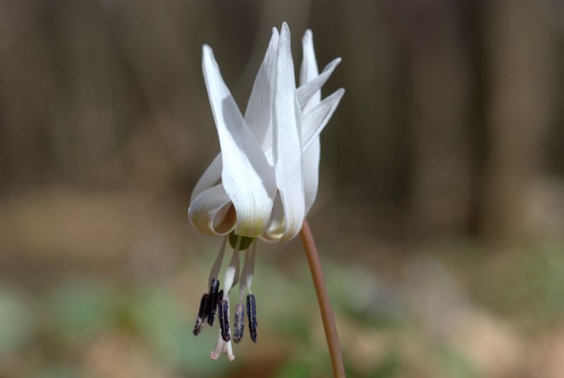 Erythronium dens-canis / Dente di cane