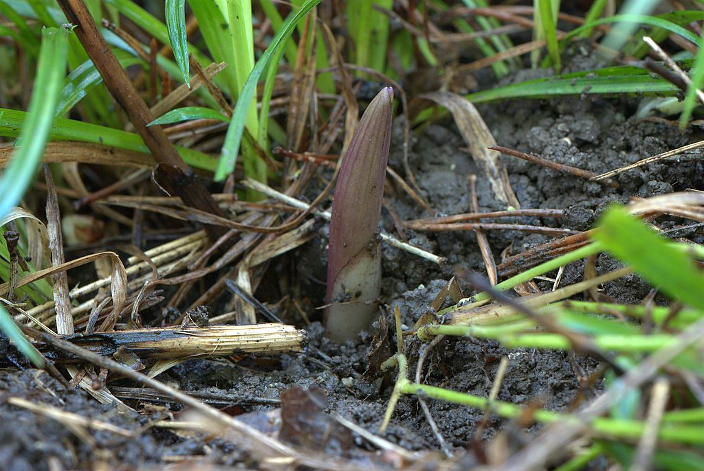 Cephalanthera rubra