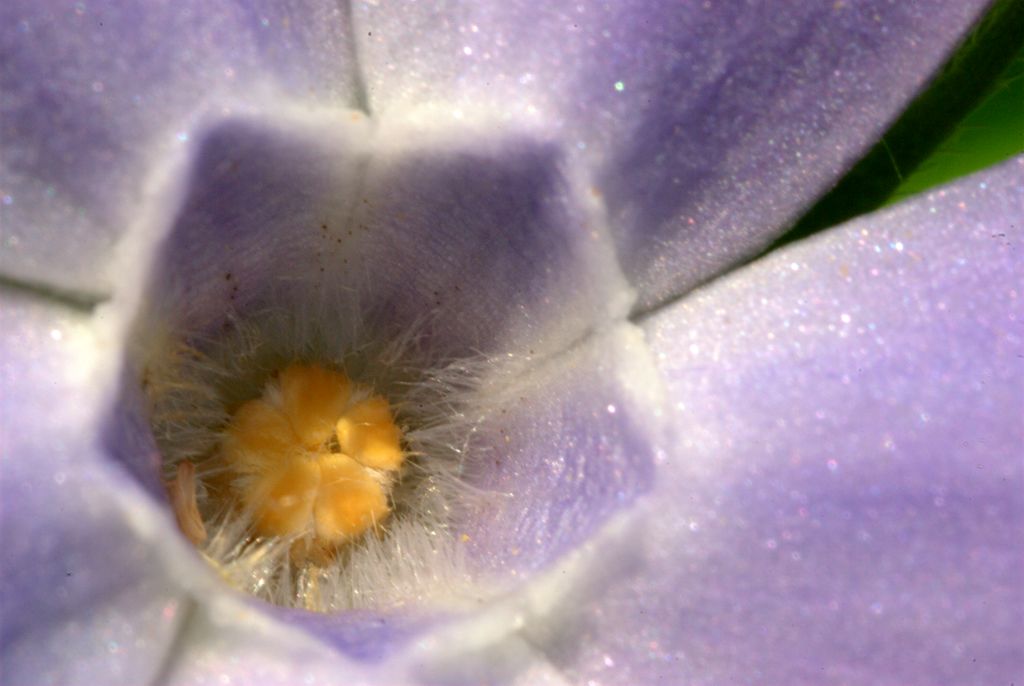 Vinca major / Pervinca maggiore