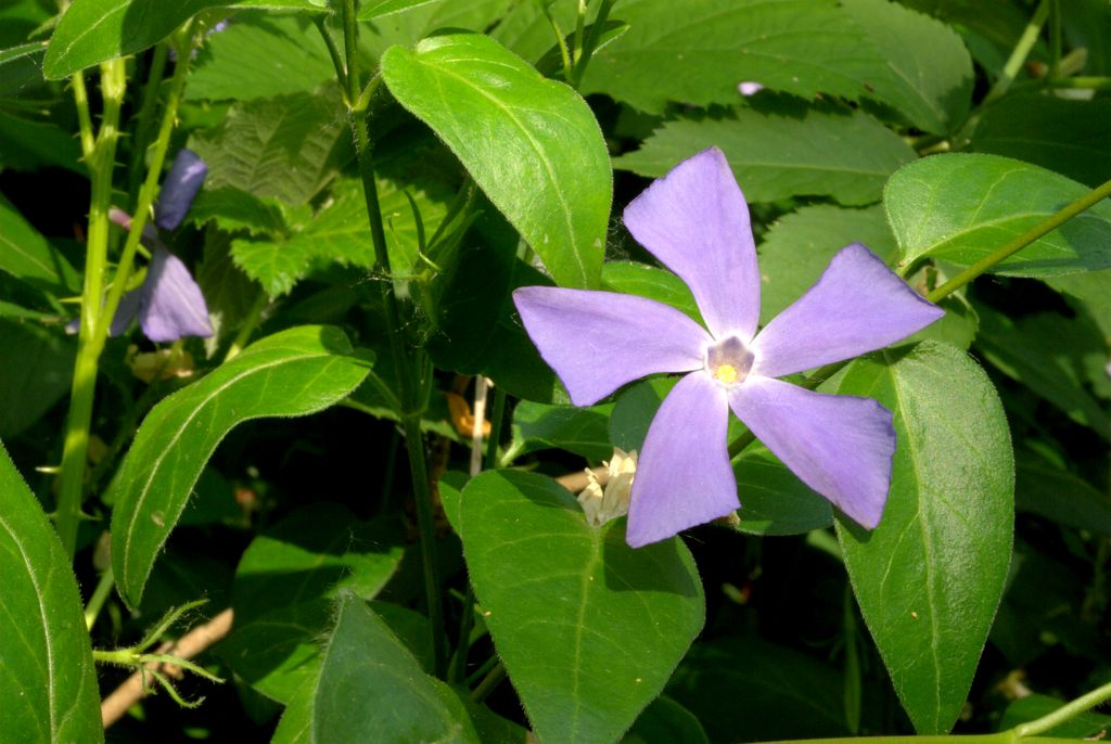 Vinca major / Pervinca maggiore