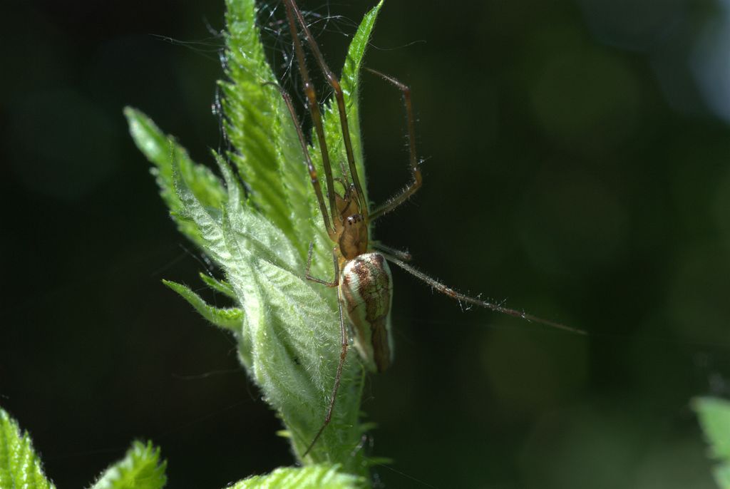 Tetragnatha sp.