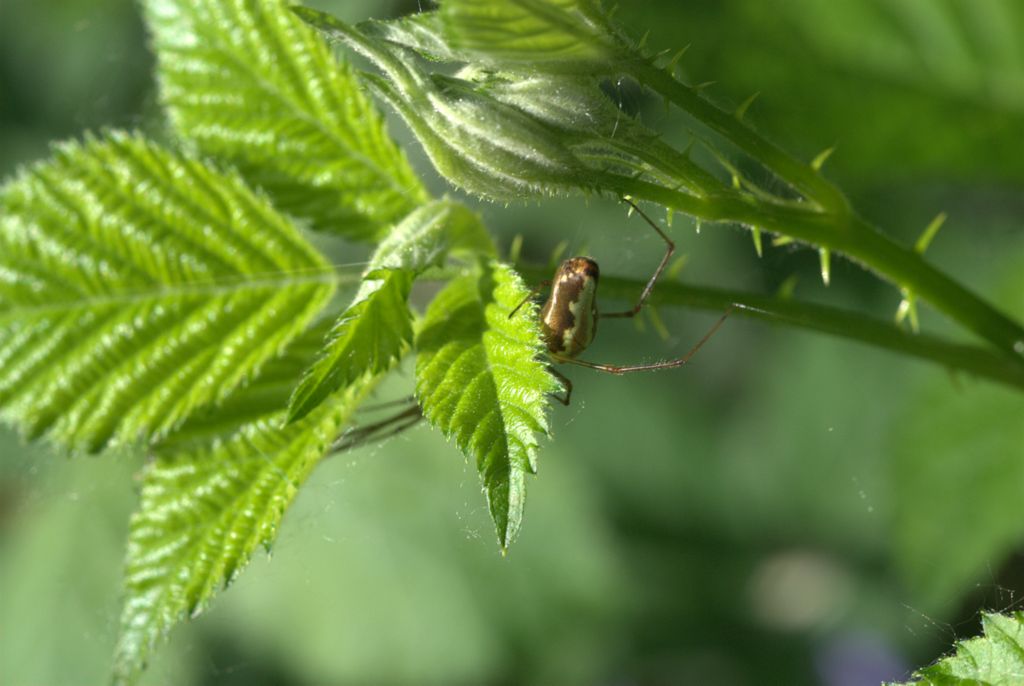 Tetragnatha sp.