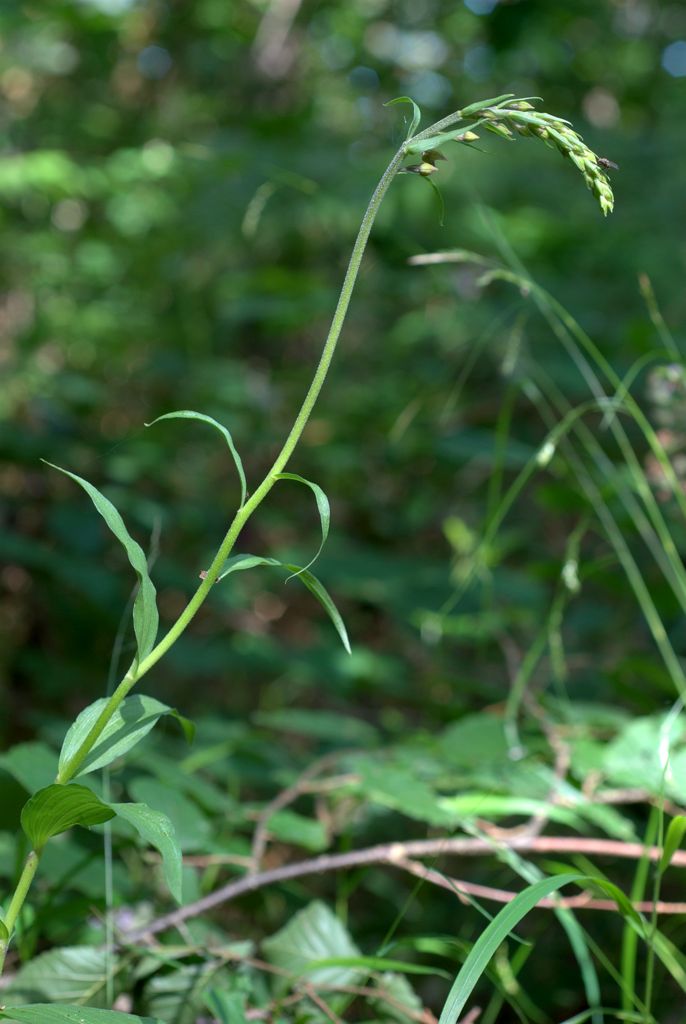 Epipactis atrorubens?