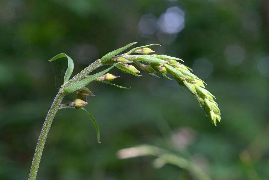 Epipactis atrorubens?