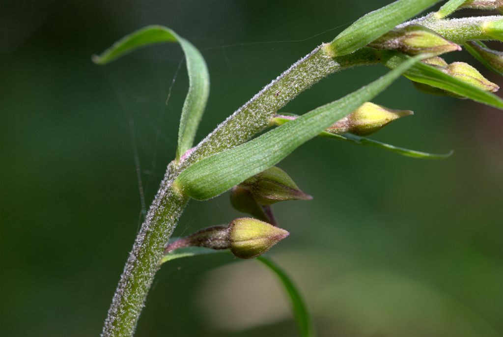 Epipactis atrorubens?