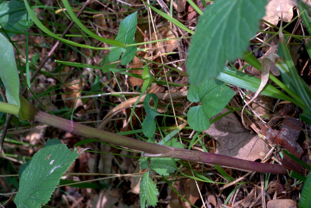 Epipactis atrorubens?