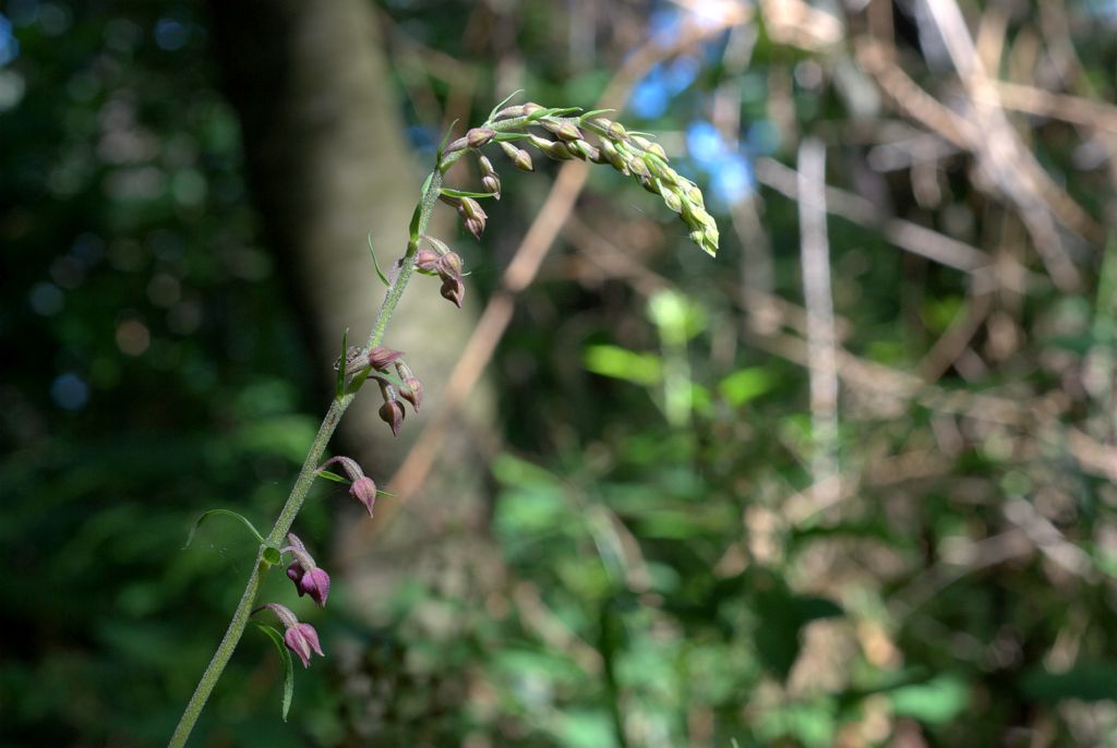 Epipactis atrorubens?