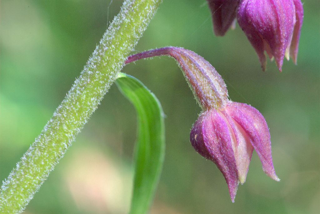 Epipactis atrorubens?