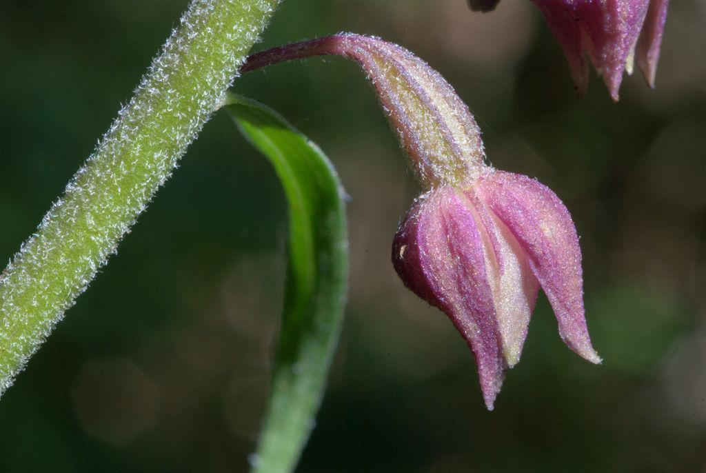 Epipactis atrorubens?