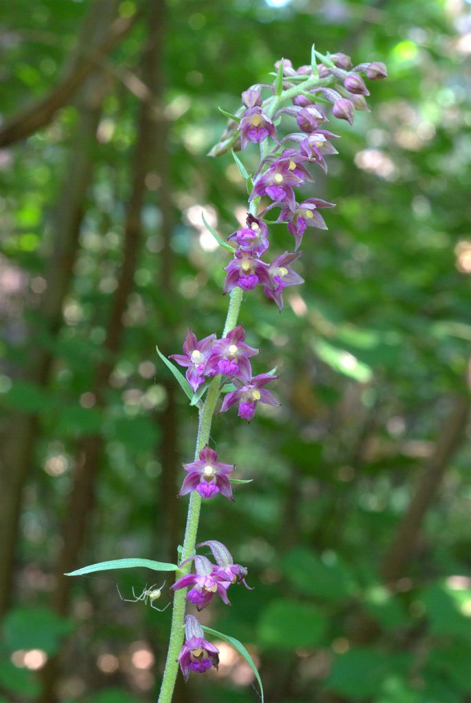 Epipactis atrorubens?