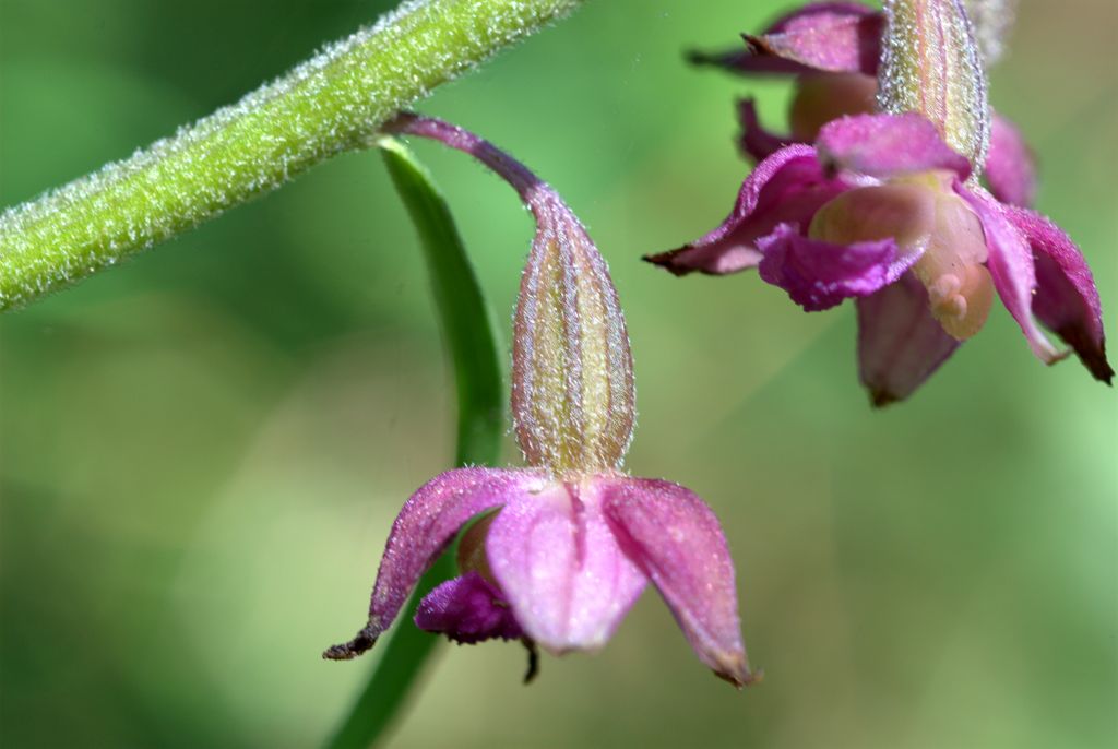 Epipactis atrorubens?