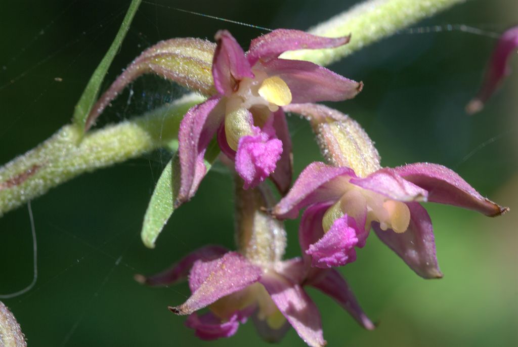 Epipactis atrorubens?