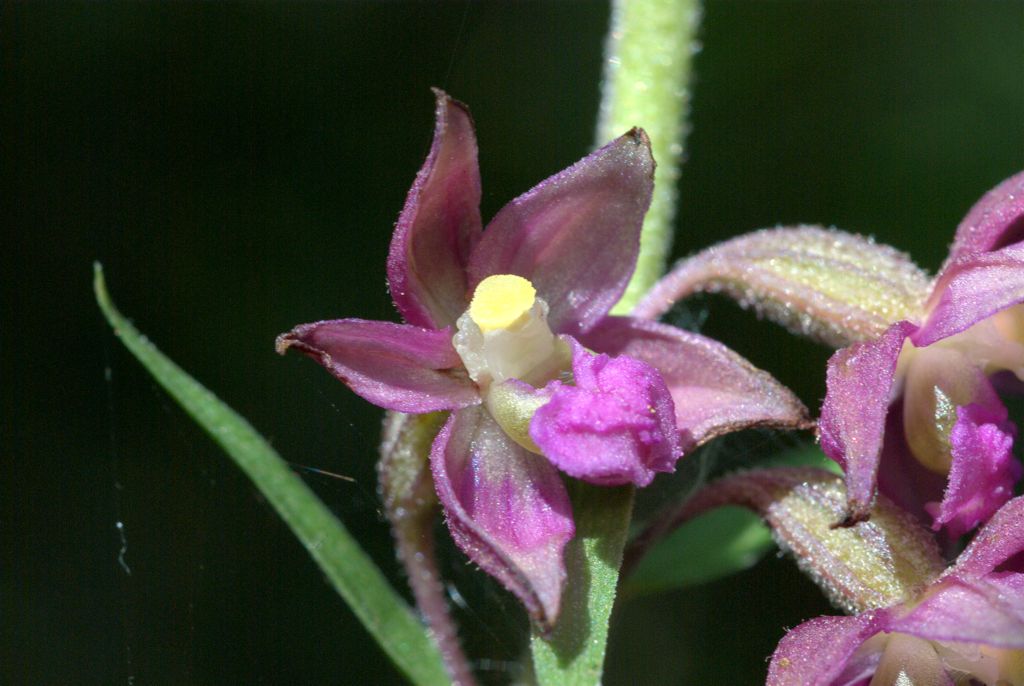 Epipactis atrorubens?