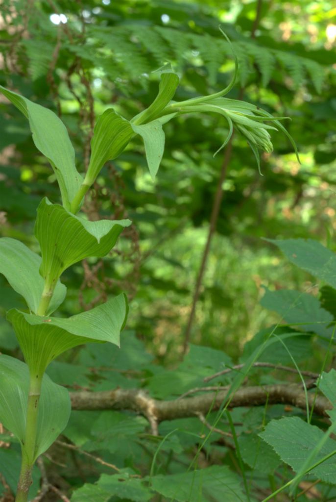 Epipactis atrorubens?