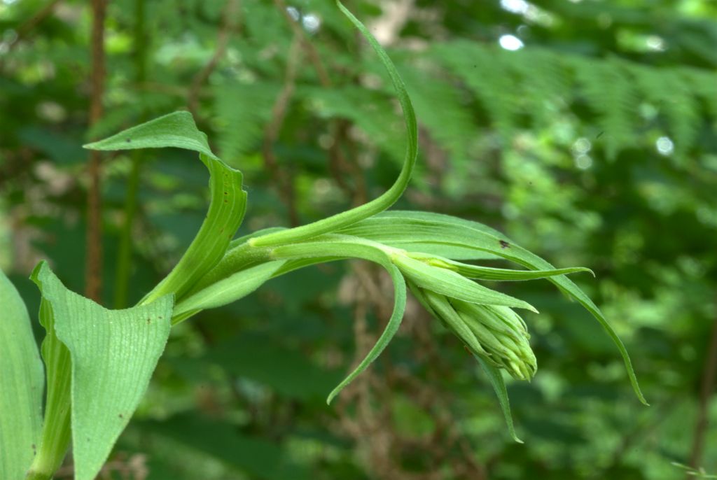 Epipactis atrorubens?