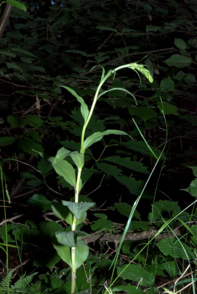 Epipactis atrorubens?