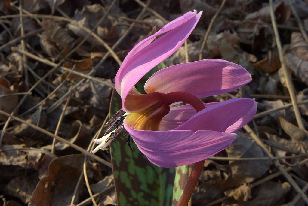 Erythronium dens-canis / Dente di cane