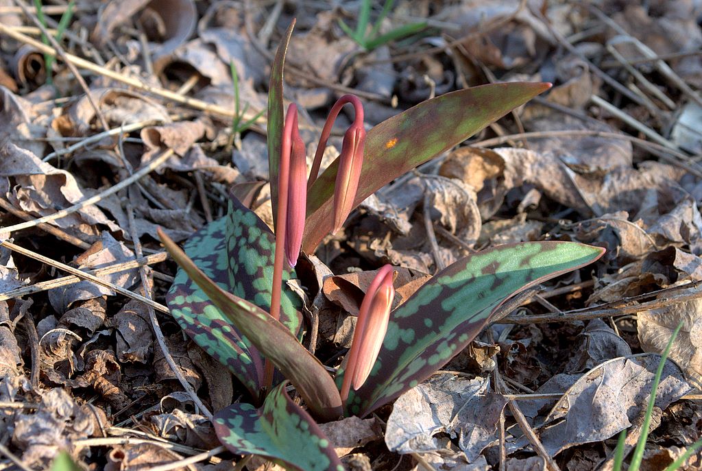 Erythronium dens-canis / Dente di cane