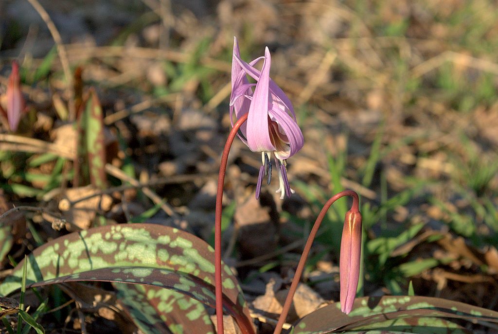 Erythronium dens-canis / Dente di cane