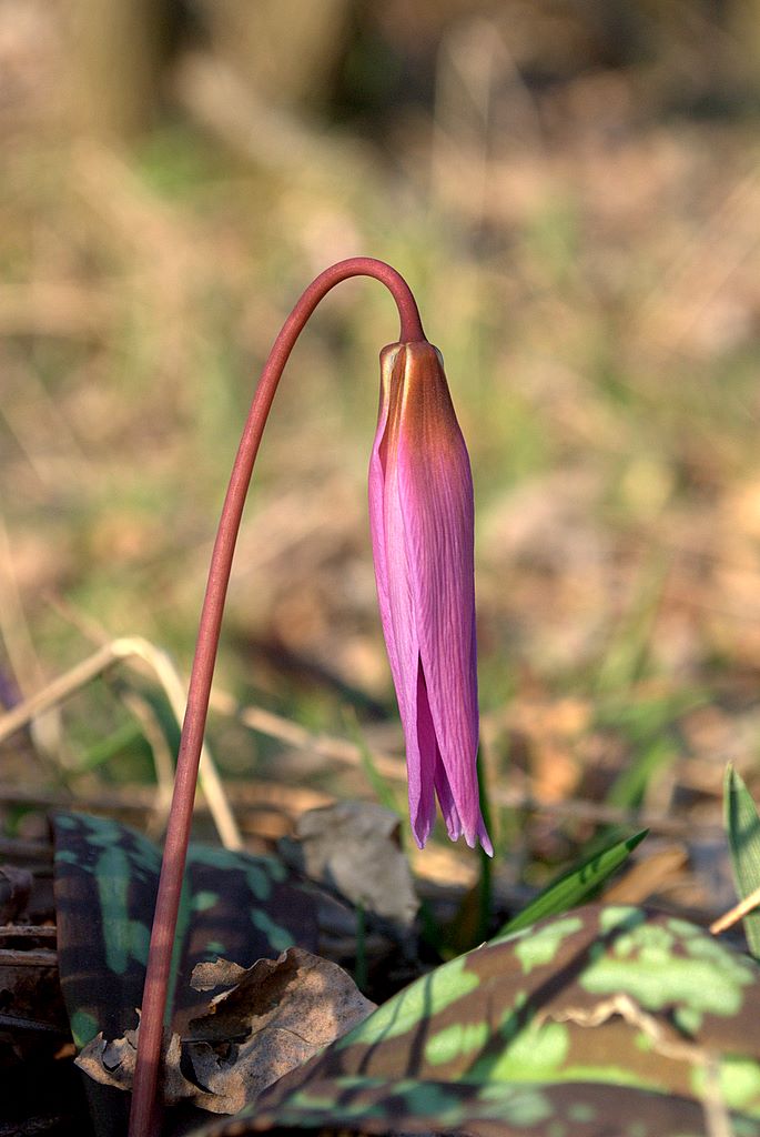 Erythronium dens-canis / Dente di cane