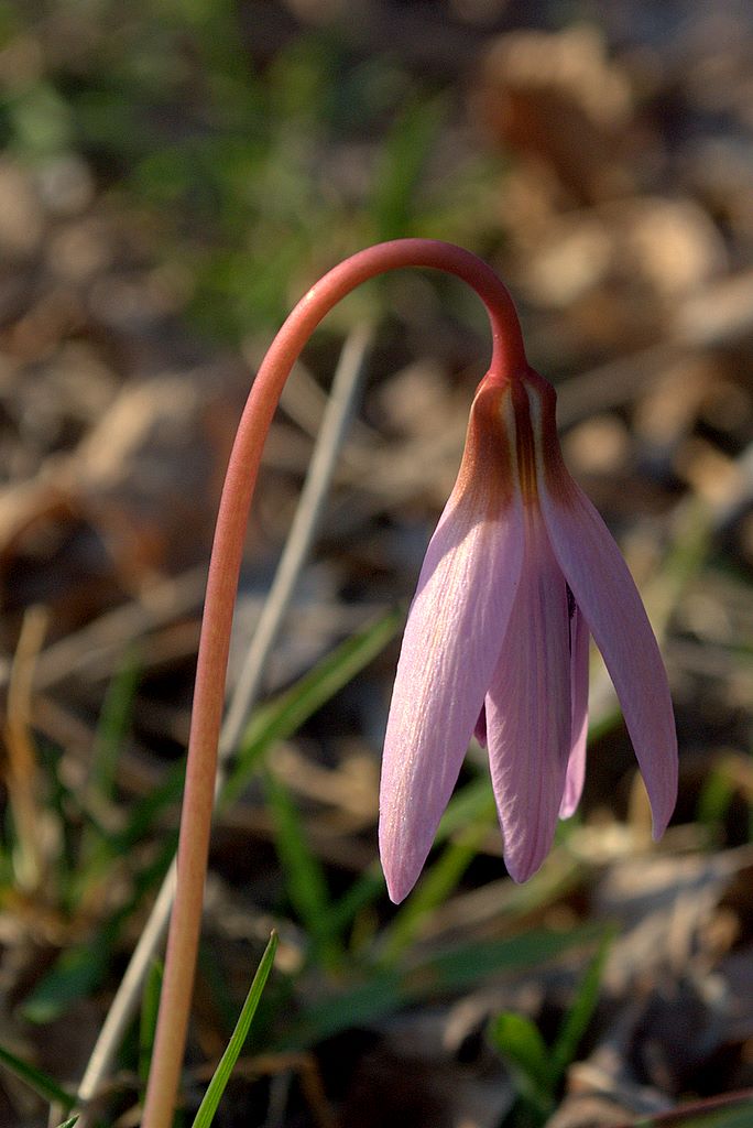 Erythronium dens-canis / Dente di cane