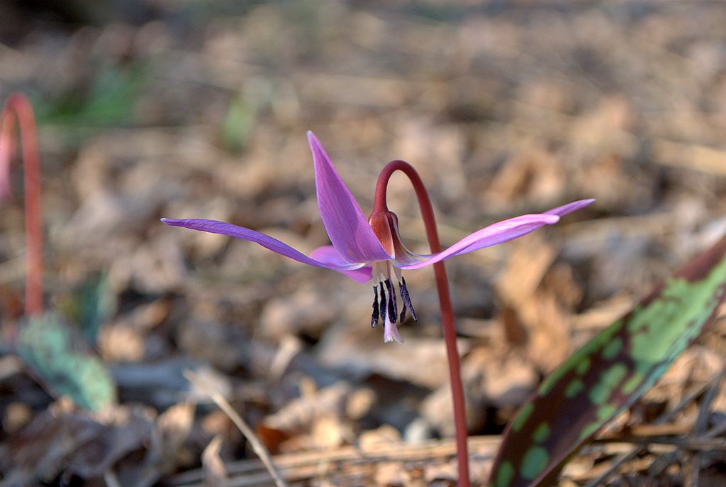 Erythronium dens-canis / Dente di cane