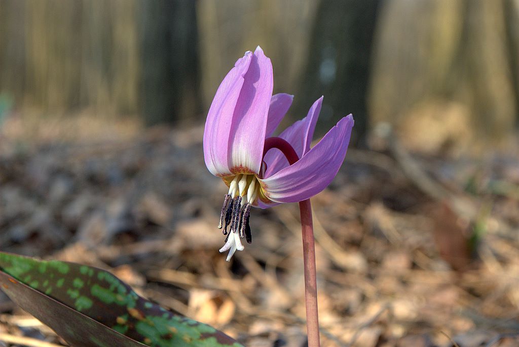 Erythronium dens-canis / Dente di cane