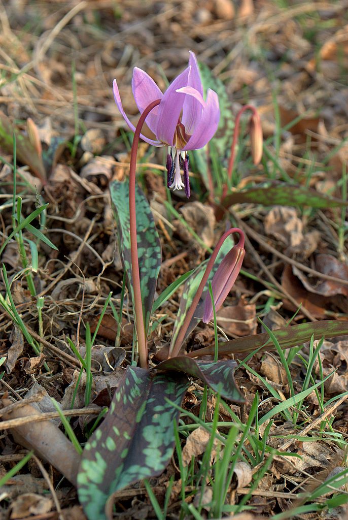 Erythronium dens-canis / Dente di cane