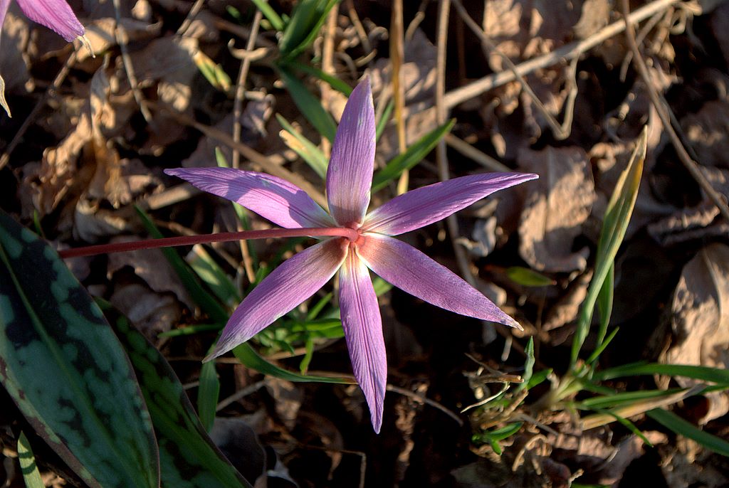 Erythronium dens-canis / Dente di cane