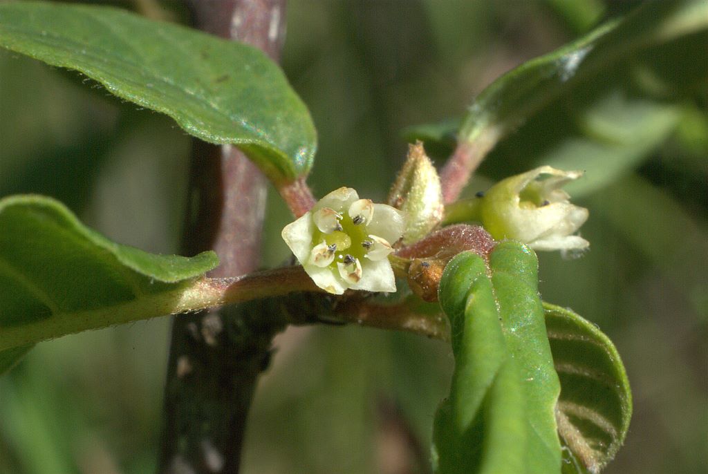 Frangula alnus