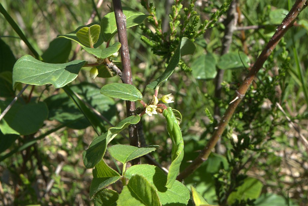 Frangula alnus