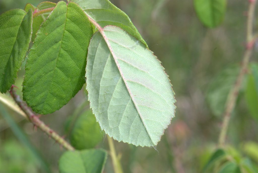 Rosa gallica / Rosa serpeggiante